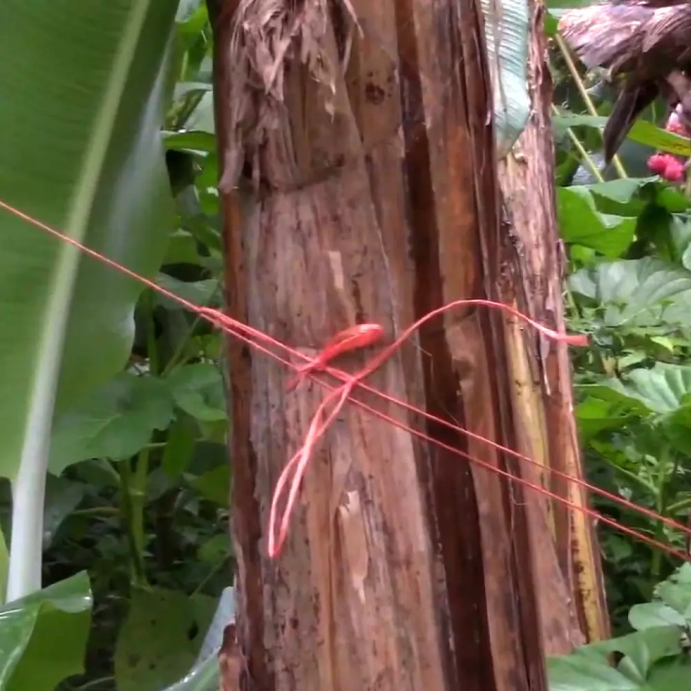 129.2 Rafia Bananera