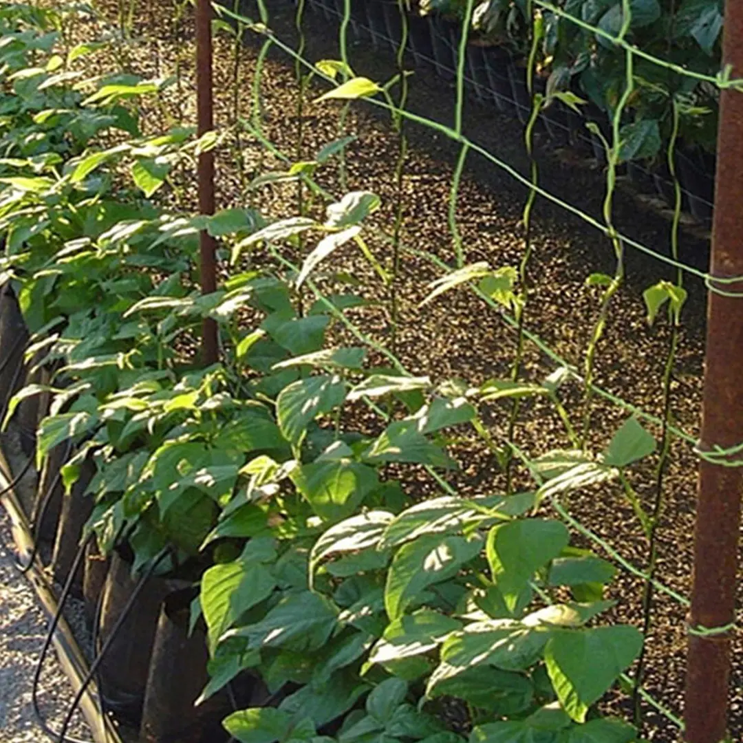 71.4 Entutorado Vertical