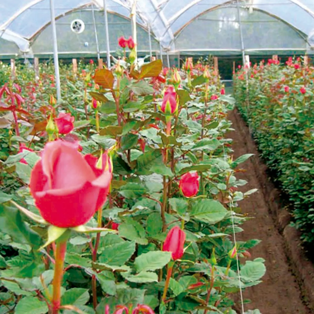 77. Plastermic Rosas