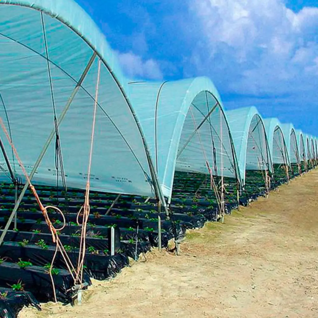 85.1 Plastermic Plus Berries